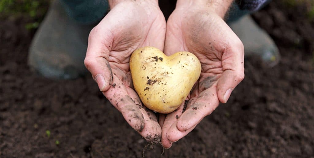 Aardappelverwerkers werken samen